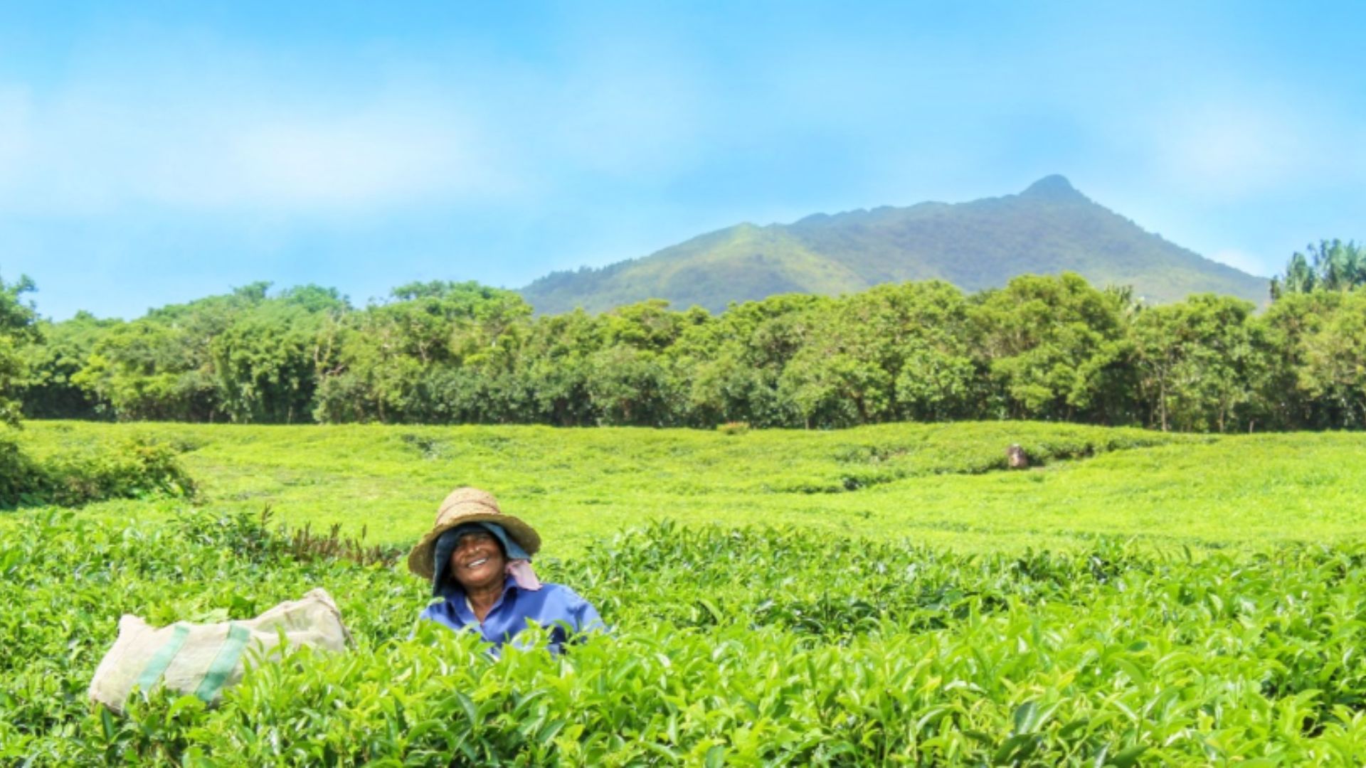 Tea Plucking Experience At Bois Cheri